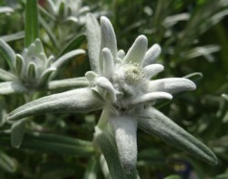 Edelweiss